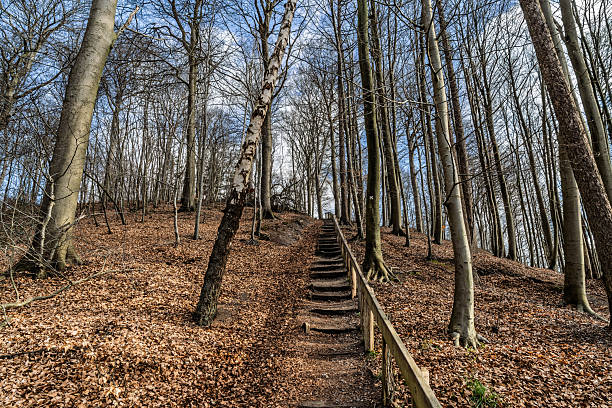 An outdoor scene showcasing a woodland trail with stairs surrounded by leaf-covered ground and bare trees.