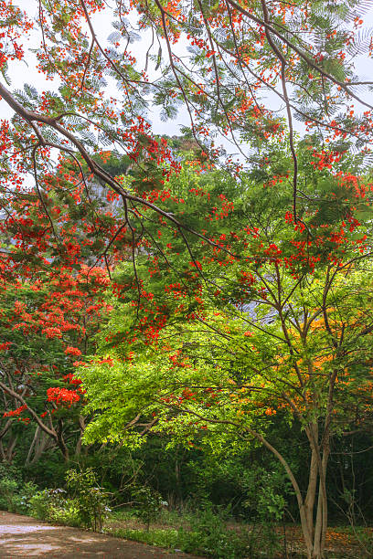 istock Tropical scene with red-yellow trees, green forest, and mountain view. 2222440562