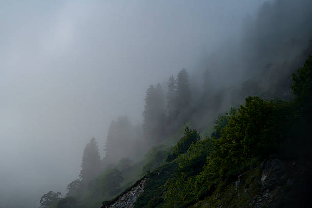 A dramatic scene of thick morning fog covering a lush forested mountain slope, creating a mystical and moody atmosphere.