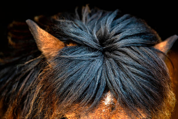Whorls of hair reveal the horse's character