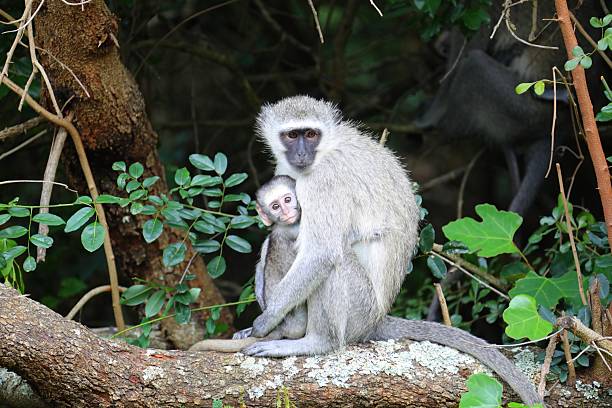 istock Mother Vervet Monkey Cuddling Her Baby on Tree Branch 2222446662