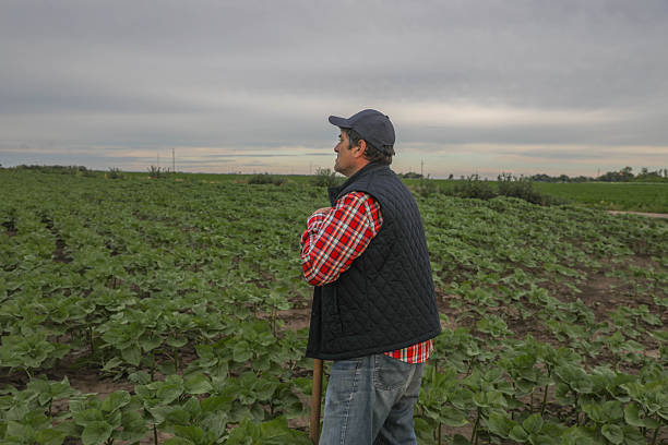 istock Confident Farmer Standing in Crop Field at Sunset 2222448218