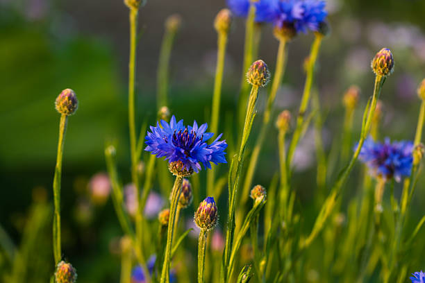 istock cornflower in the field, centaurea cyanus, nature background 2222450474