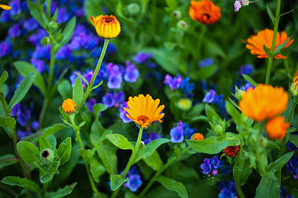 colorful wildflower mix in bloom (calendula officinalis, papaver roheas, anchusa azure)
