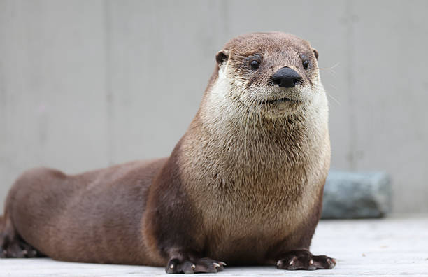 istock Portrait of a River Otter 2222452666