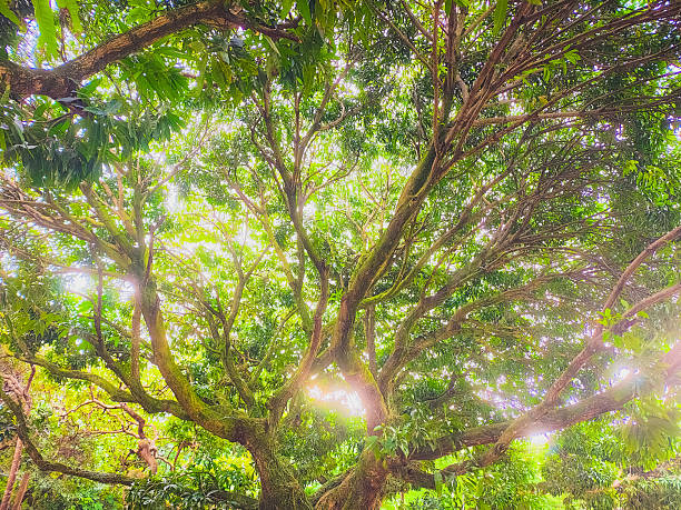 Sunlight through the branches and leaves of a large tree