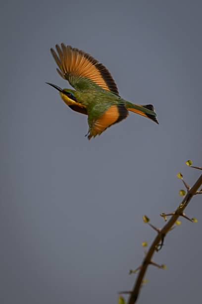 istock Little bee-eater flying away from thorny branch 2222456972