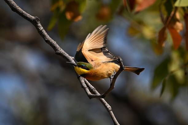 istock Little bee-eater lifts wings whilst taking off 2222457101