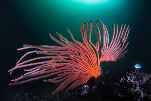 A bright orange Flagellar sea fan or Whip fan (Eunicella albicans) with its branches flowing in the surge and a dark background.
