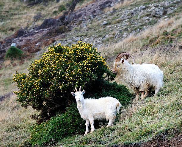 istock Nanny and Billy Kashmiri goats feeding on theyellow gorse bush 2222458465