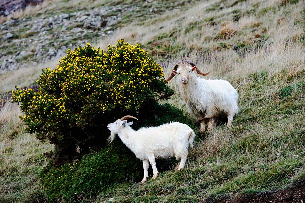 istock Nanny and Billy Kashmiri goats feeding on theyellow gorse bush 2222458466