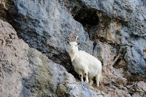 istock Kashmiri Goat Billy goat on  a rocky ledge 2222458644