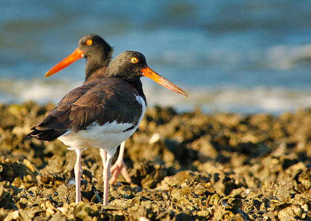 A beautiful American Oystercatcher rests on an oyster bar in a protected bay on the Gulf of Mexico.