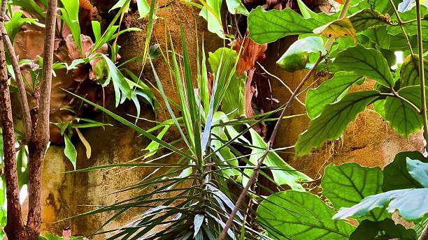 istock Explore a vibrant jungle with diverse flora and captivating plants 2222460771