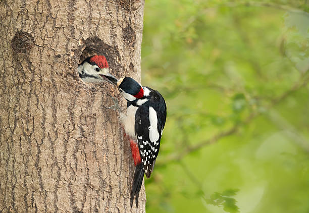 istock Great spotted woodpecker feeding its chick in spring, UK 2222462237