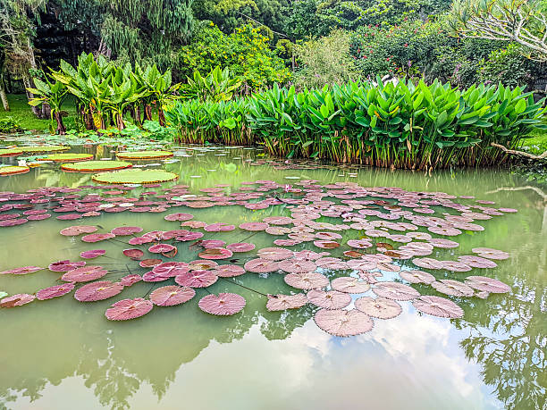 A water lily plant or Victoria amazonica growing in a lake in a flower garden