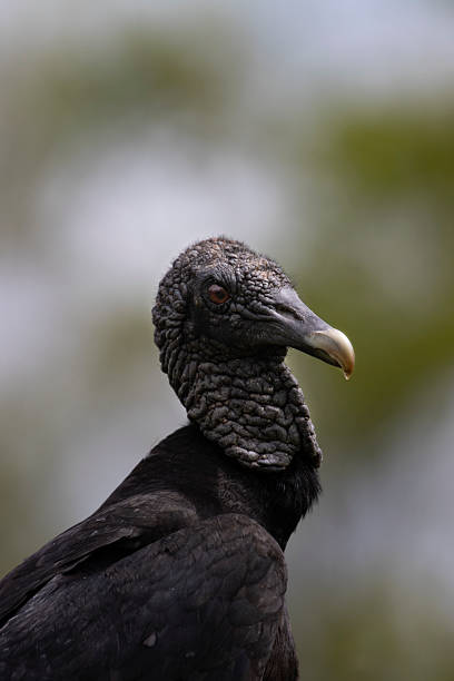 istock Coragyps atratus, also known as the black vulture or buzzard 2222464563