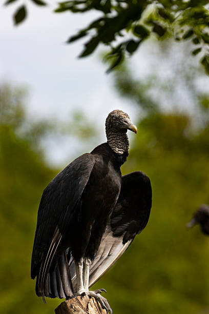 istock Coragyps atratus, also known as the black vulture or buzzard 2222464564