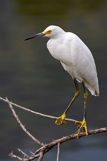 istock Egretta thula also known as the snowy egret 2222464581