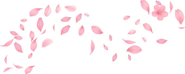 istock Sakura petal spring blossom on white banner Sakura wallpaper or web banner design template. Vector illustration of realistic  for Valentine's Day, Mother's Day, March 8. Love. 2222464630