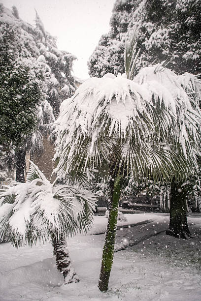 istock Palm trees during snowfall in unusually cold weather in tropical climate.  Global climate change and ecological problems concept. 2222465016