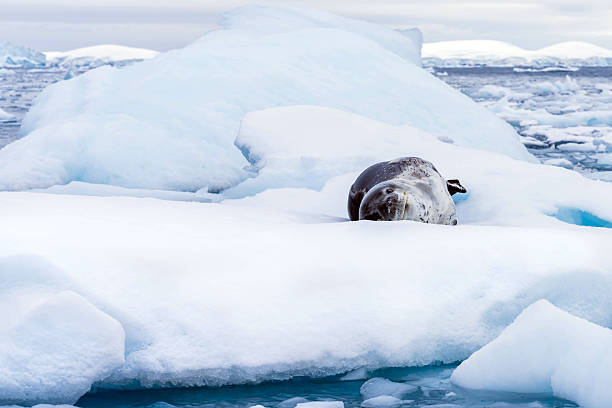 istock Weddell seal's icy rest 2222468724