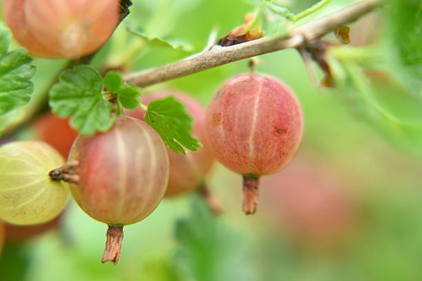 Gooseberry plant in the garden.