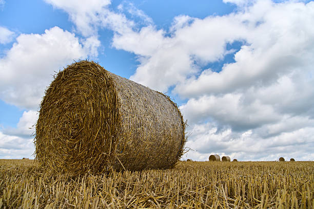 A round hay bale rests in a golden field, surrounded by more bales and bright blue sky with white clouds.