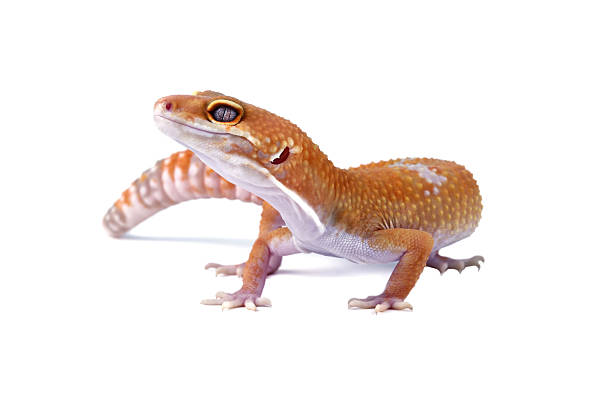istock Fat-tailed geckos isolated on white background, leopard gecko lizard, eublepharis macularius 2222474756