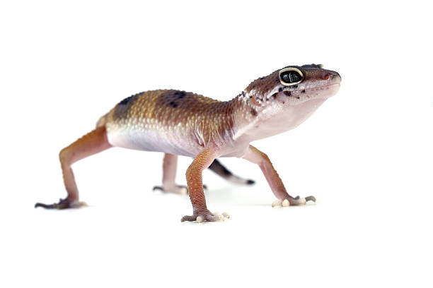 istock Baby leopasrd gecko lizard isolated on white, gecko lizard seen from behind, Eublepharis macularius 2222474777