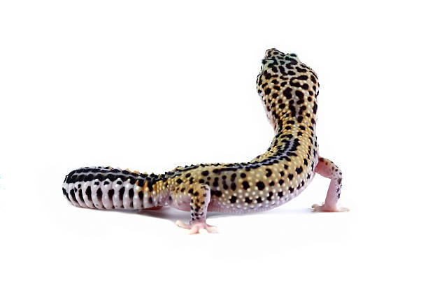 istock Leopasrd gecko lizard isolated on white, gecko lizard seen from behind, Eublepharis macularius 2222474808