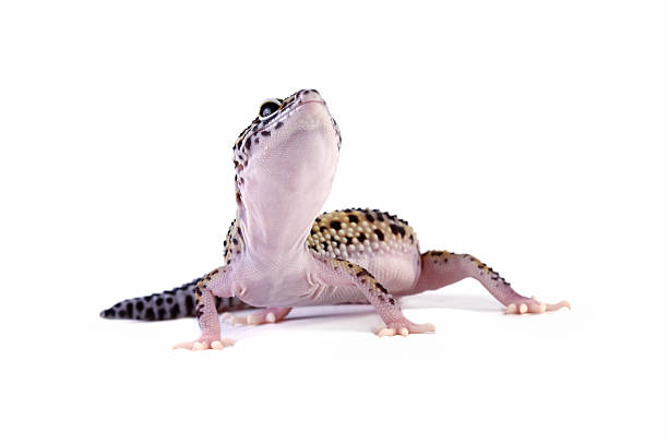 istock Close-up of a Leopasrd gecko lizard isolated on white, Eublepharis macularius 2222474828