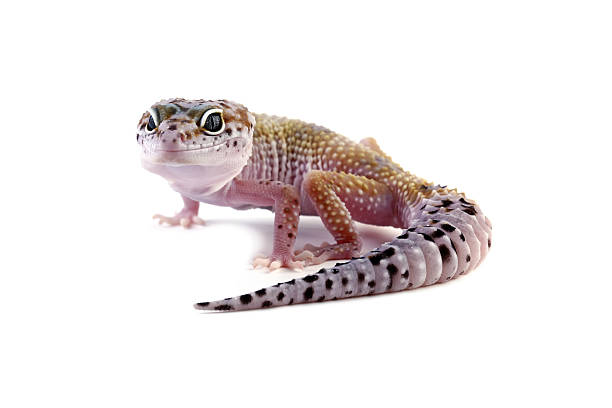 istock Close-up of a Leopasrd gecko lizard isolated on white, Eublepharis macularius 2222474924