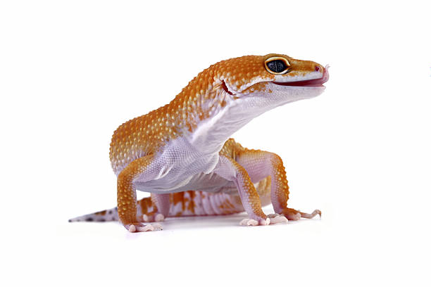istock Fat-tailed geckos isolated on white background, leopard gecko lizard, eublepharis macularius 2222474988