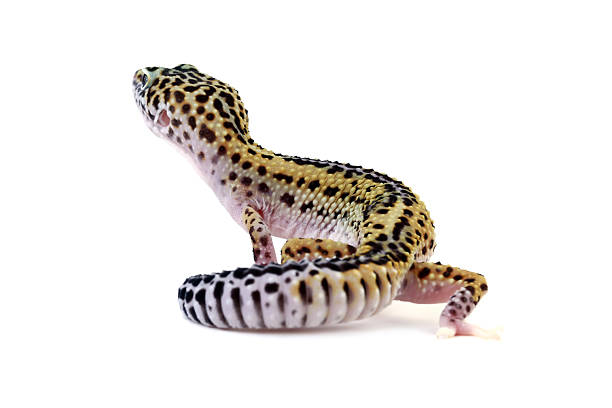 istock Leopasrd gecko lizard isolated on white, gecko lizard seen from behind, Eublepharis macularius 2222475035