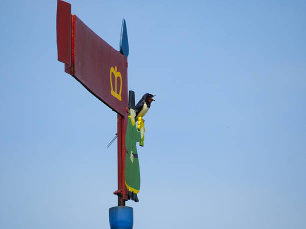 istock Barn Swallow Singing Atop Weather Vane 2222476422