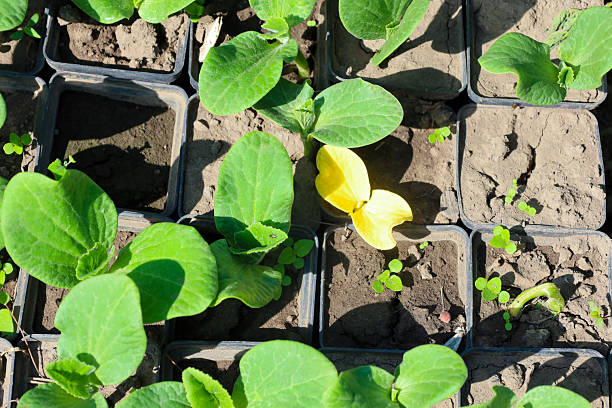 This top-down photograph shows young plants in square pots with soil, with one highlighted by yellow leaves. It reflects the beginning of new life and growth in agriculture, ideal for themes related to gardening and nature.