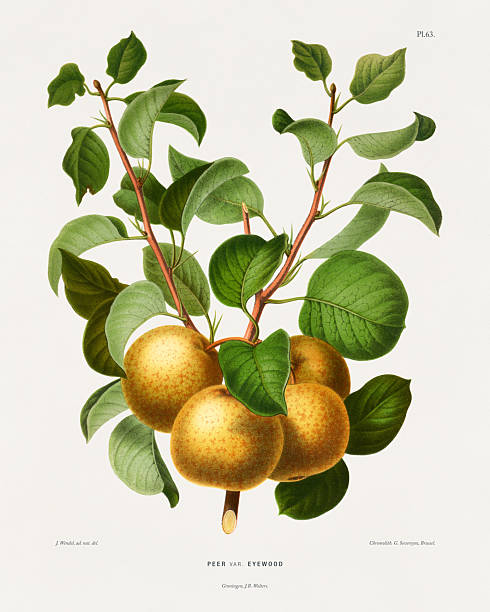 istock Pear, Antique flowers and fruits chromolithograph Victorian Botanical Illustration, 1876 2222476968