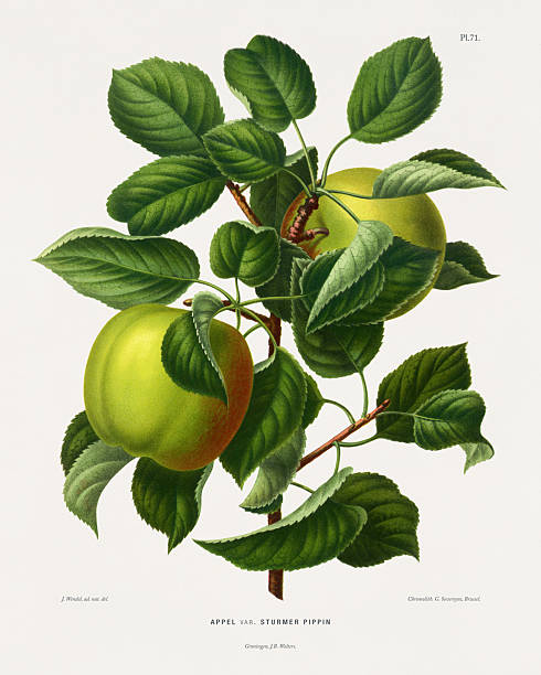 Very Rare, Beautifully Illustrated antique flowers and fruits chromolithograph Victorian Botanical Illustration, Published in 1876. Source: Original edition from my own archives. Copyright has expired on this artwork. Digitally restored.