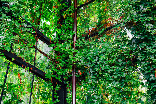 istock Lush greenery and vibrant vines envelop a glass structure in a serene indoor garden 2222478998