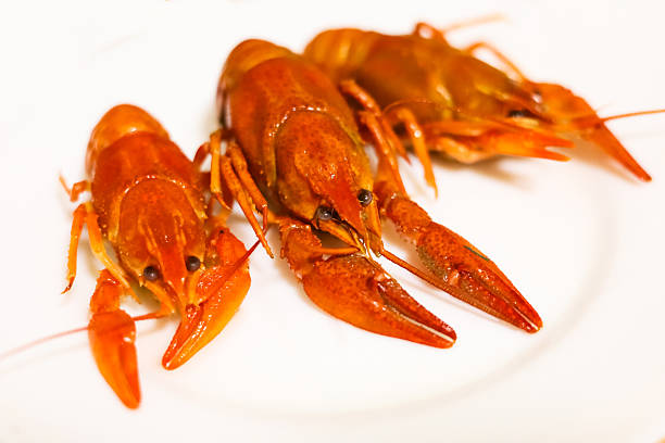 Three freshly cooked crayfish are arranged neatly on a white plate showcasing their vibrant color and texture perfect for seafood lovers.