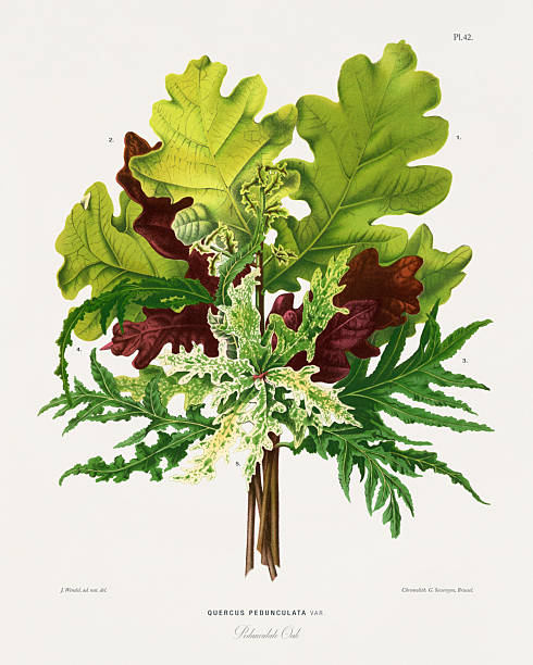 Very Rare, Beautifully Illustrated antique flowers and fruits chromolithograph Victorian Botanical Illustration, Published in 1876. Source: Original edition from my own archives. Copyright has expired on this artwork. Digitally restored.