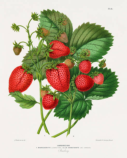Very Rare, Beautifully Illustrated antique flowers and fruits chromolithograph Victorian Botanical Illustration, Published in 1876. Source: Original edition from my own archives. Copyright has expired on this artwork. Digitally restored.