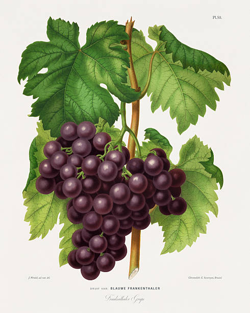 Very Rare, Beautifully Illustrated antique flowers and fruits chromolithograph Victorian Botanical Illustration, Published in 1876. Source: Original edition from my own archives. Copyright has expired on this artwork. Digitally restored.