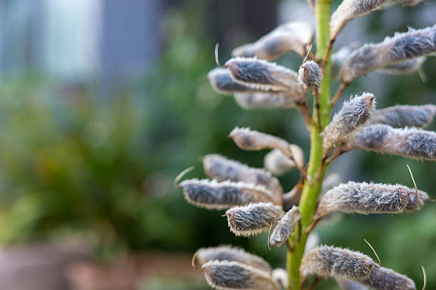 Close-Up of Lupine Seed Pods