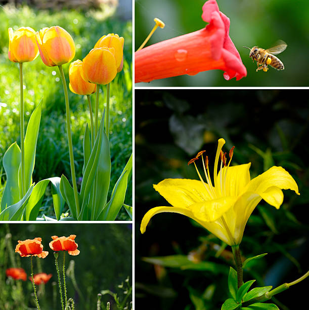 Summer collection with blooming flowers and bright green grass.
