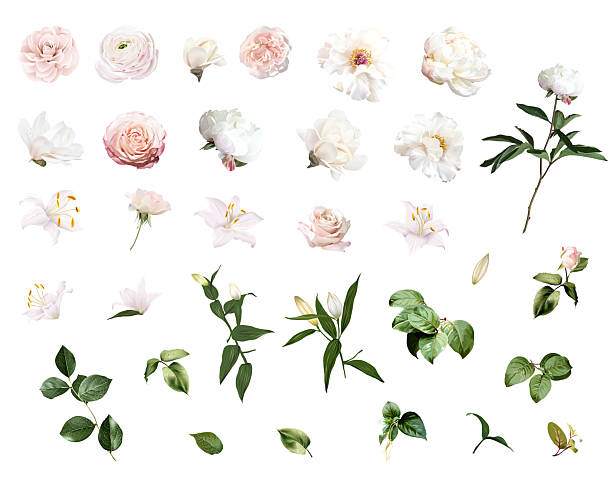 Pink ranunculus, white peony, blush pink rose, magnolia, white lily, camellia, floral buds and greenery vector design wedding spring set. Floral summer watercolor. Elements are isolated and editable