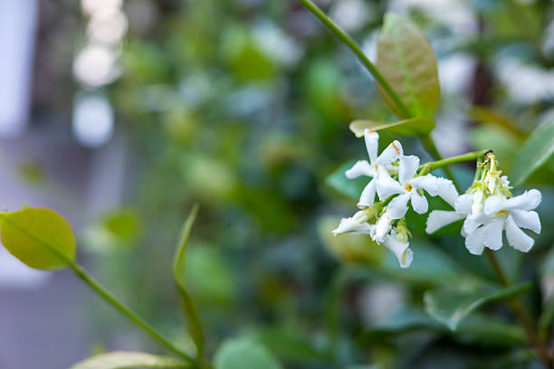 istock Delicate White Star Jasmine in Full Bloom 2222484683