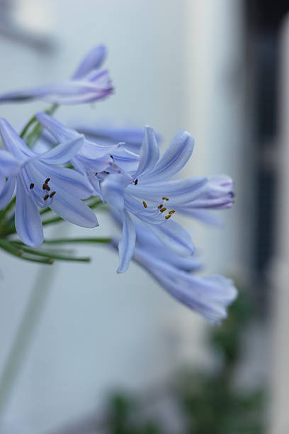 istock Delicate Bloom of Agapanthus praecox in Summer Light 2222486018
