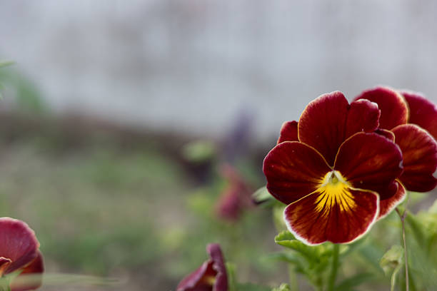 Pansies are ornamental hybrid plants, cultivated for their showy flowers, obtained from the wild species Viola tricolor; although sometimes called Viola tricolor hortensis, the correct scientific name for hybrids is Viola × wittrockiana. They belong to the genus of violets in the family Violaceae.